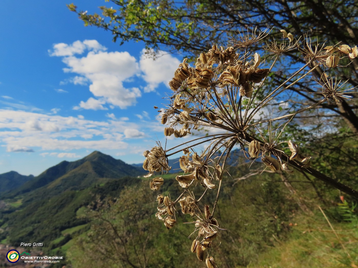 59 Heracleum sphondylium (Panace) con vista verso il Monte Gioco, Serina e Lepreno.JPG